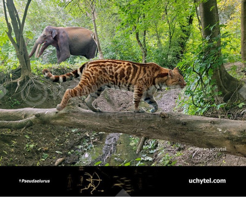 Pseudaelurus représenrtation 1