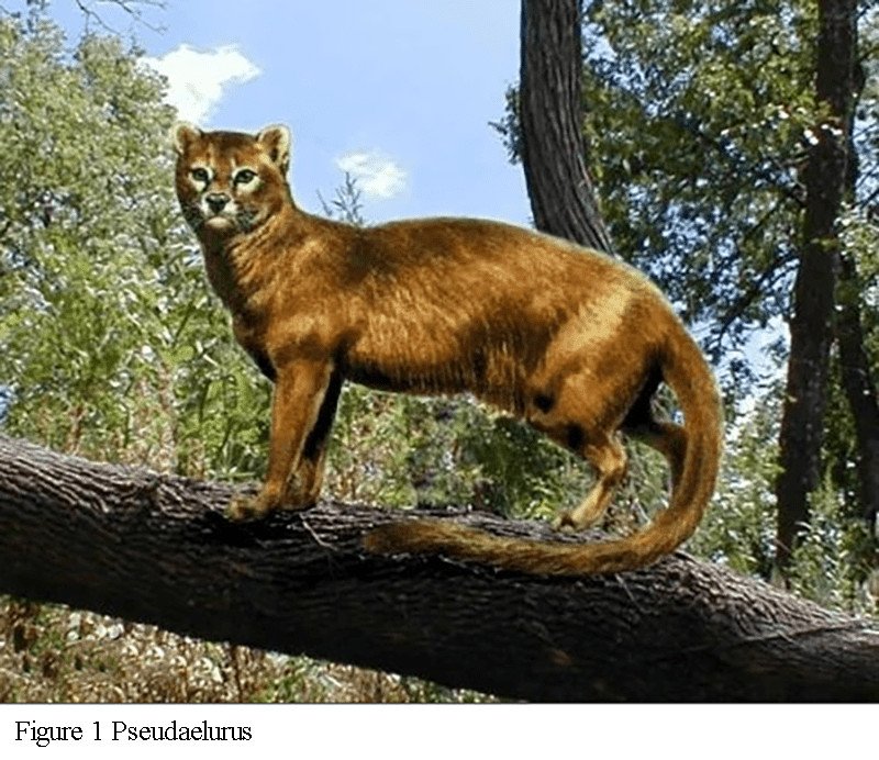 Pseudaelurus, représentation 2