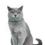 Chartreux