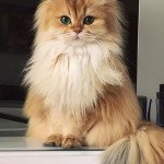 British Longhair