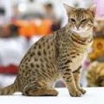 Ocicat
