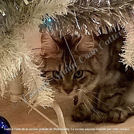 Lisbeth, 26 déc 2016