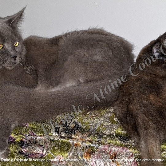 2024-12-06 Elliot et Ysis