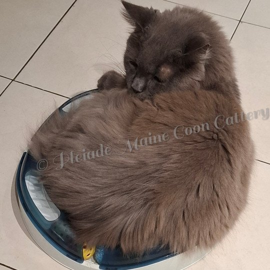 Elliot, 9 déc. 2024