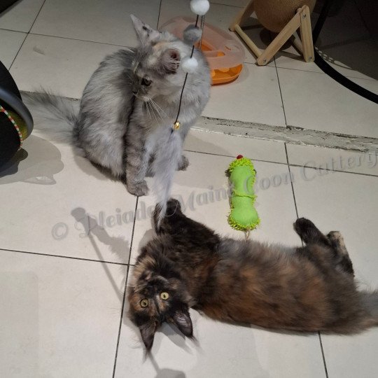 2025-01-07_ ysis et victoire