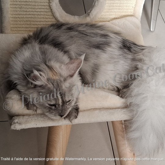 Victoire, 1er mars 2025