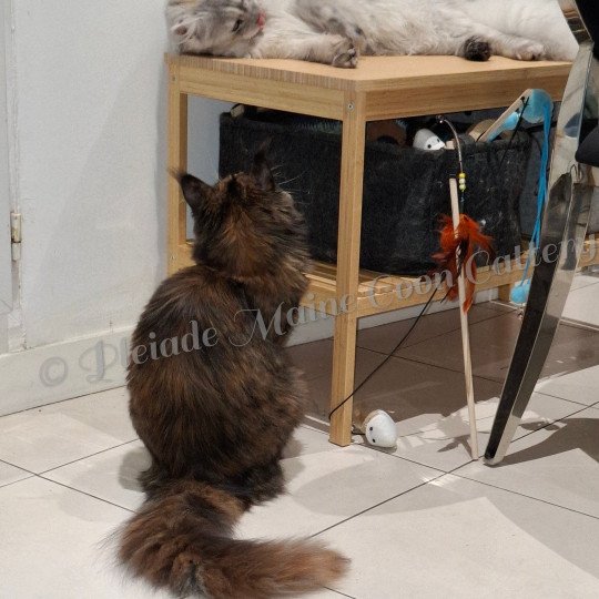 Ysis et Victoire, 22 mars 2025