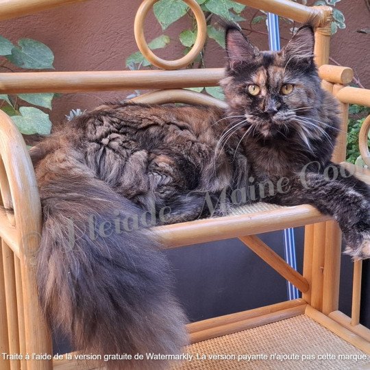 Ysis, 26 juillet 2025