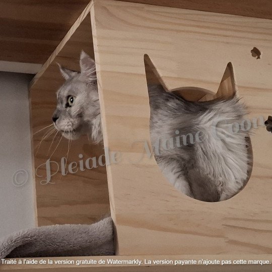 Victoire, 27 juillet 2025