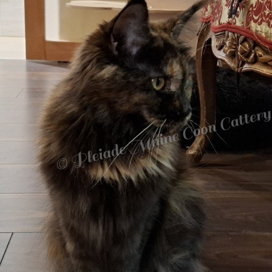 2025-09-10 Ysis (2) zoom