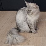 Victoire, 13 sept 2025