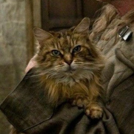 Miss Teigne dans Harry Potter