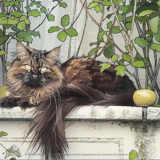 Ysis, Black tortie