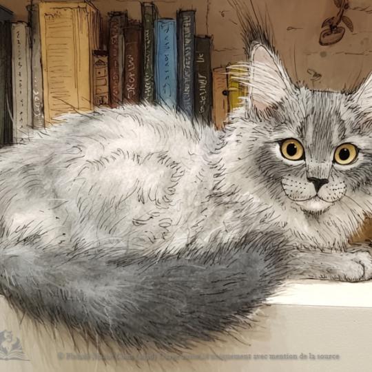 Victoire, Black tortie smoke