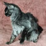 Sawny, encore adolescent