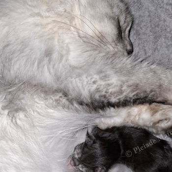 27 juillet, quelques heures après sa naissance