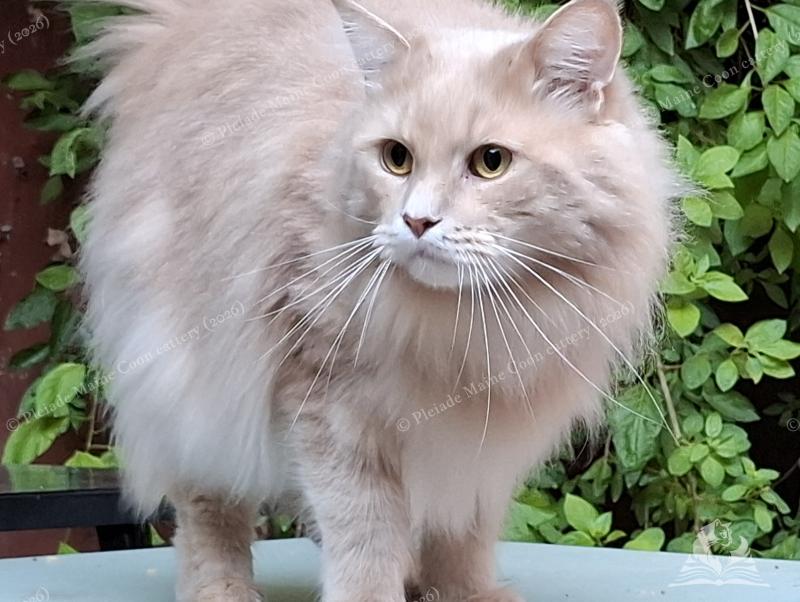 Thalès Mâle Maine coon