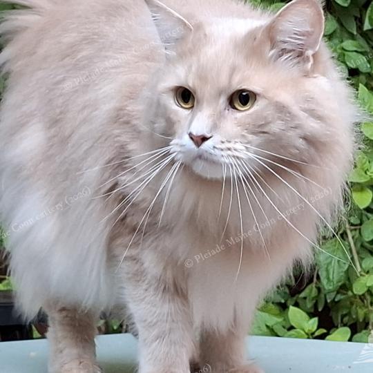 Thalès Mâle Maine coon
