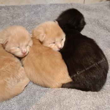 Les Chatons disponibles